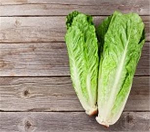 Lettuce Green Leaf