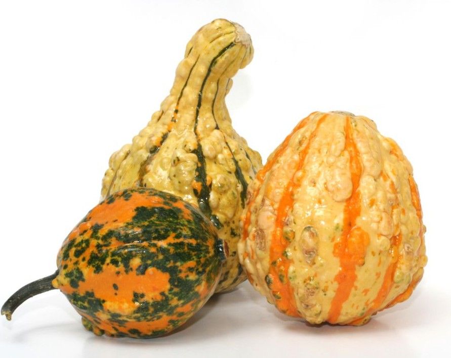 Gourds (Large)