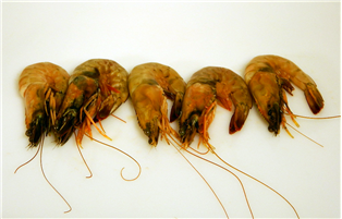 Shrimp Wild Head On White (Ecuador)