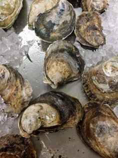 Oyster Blue Point Shucked