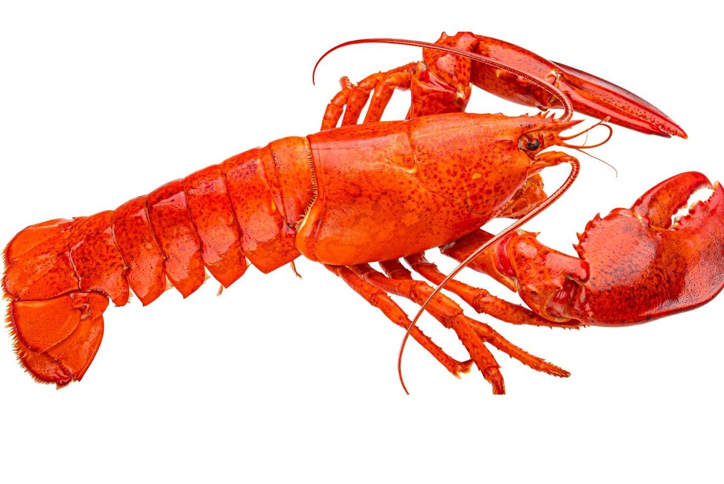 Lobsters Steamed 2 Lb