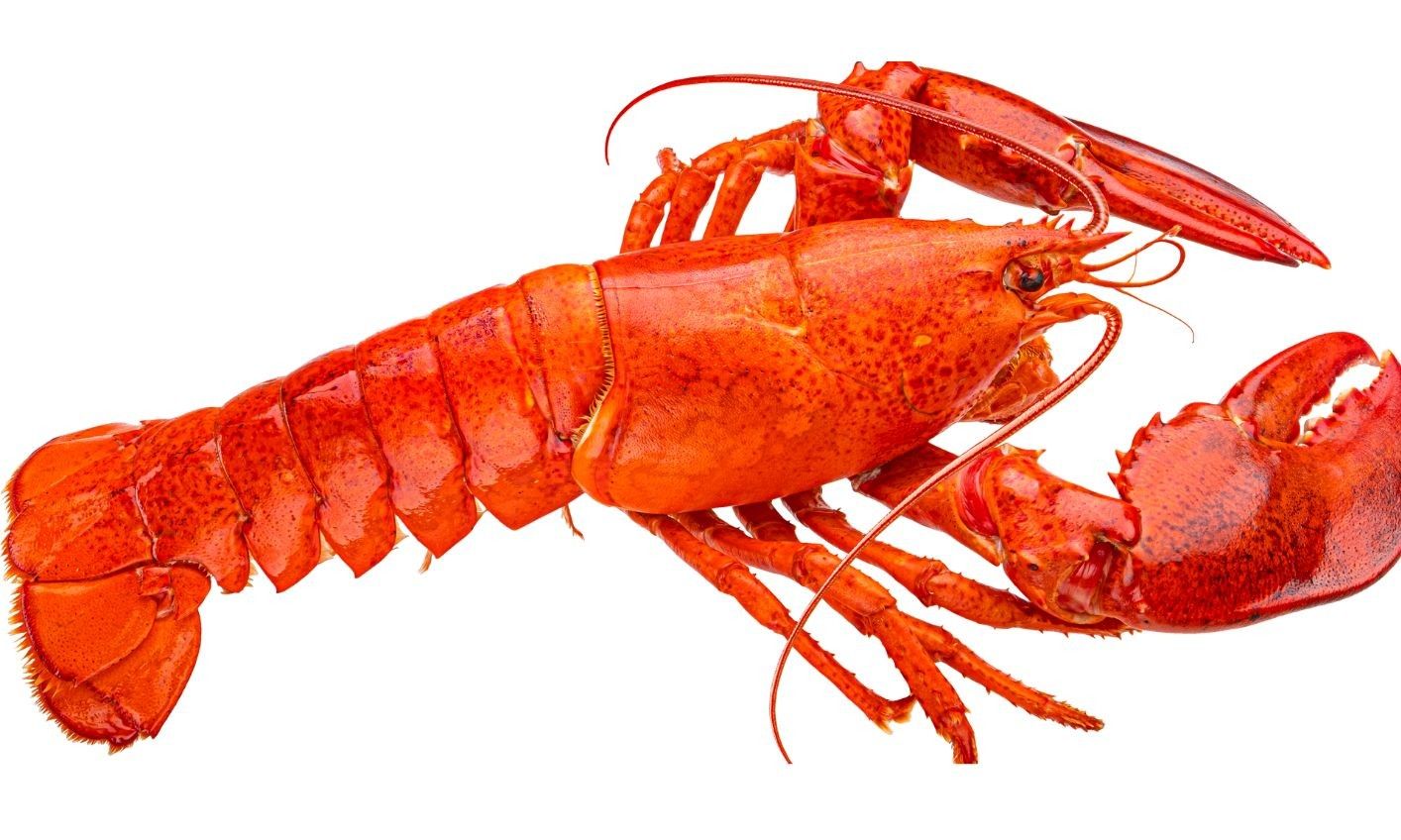Lobsters Steamed 1.5 Lb