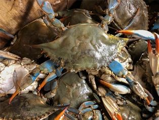 Crabs Soft Shell