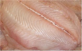 Flounder Fillet