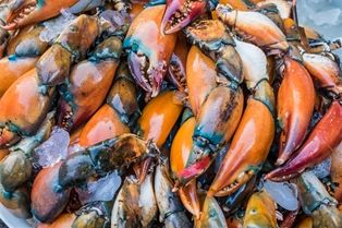 Large Stone Crab Claw