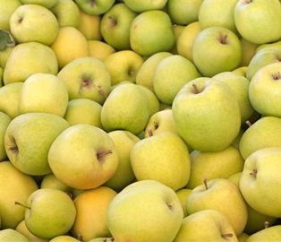 Apples Crispin