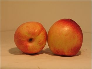 White Nectarine