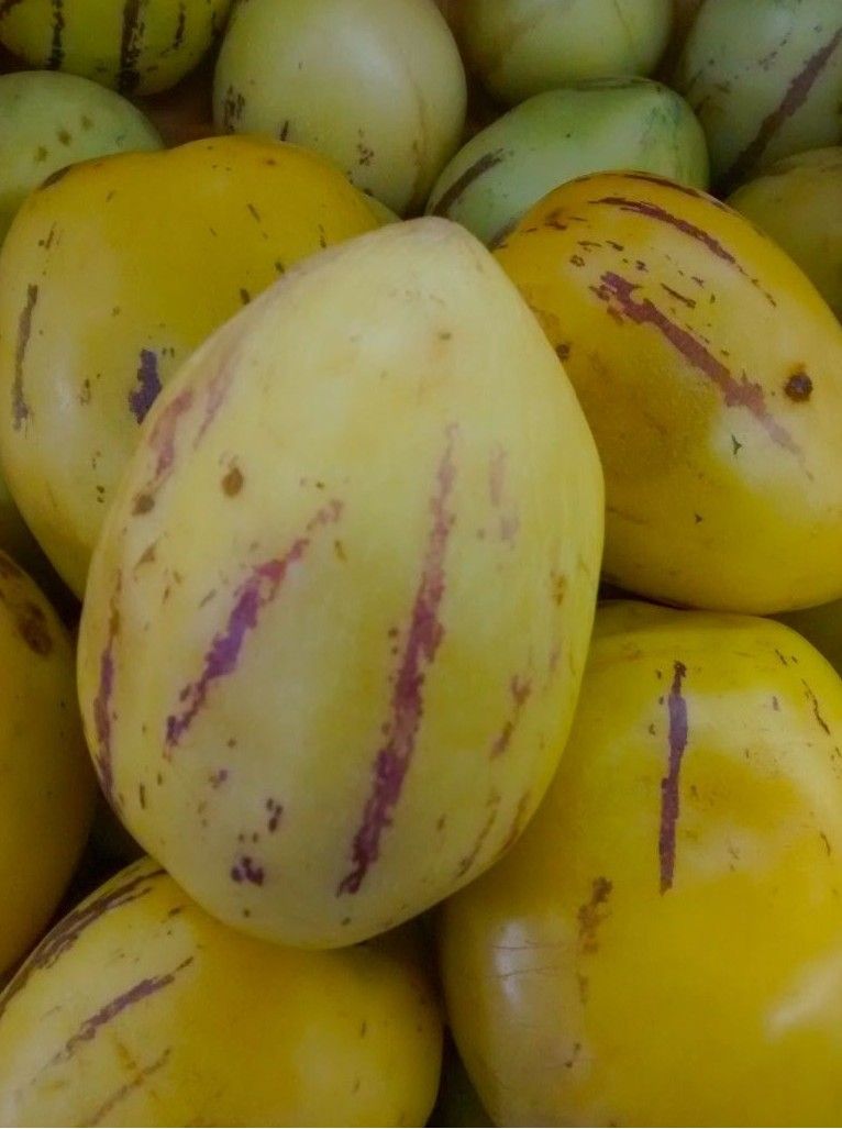 Pepino Melon