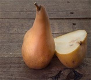 Bosc Pears