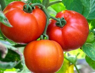 Kumato Beefsteak Tomatoes (32oz.)