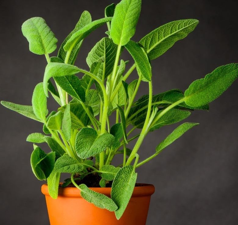 Potted Sage 4"