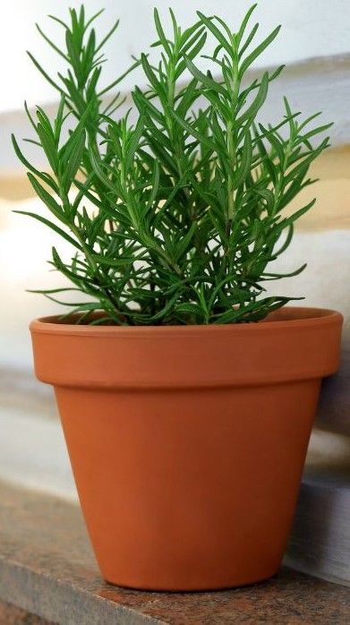 Potted Rosemary 6"