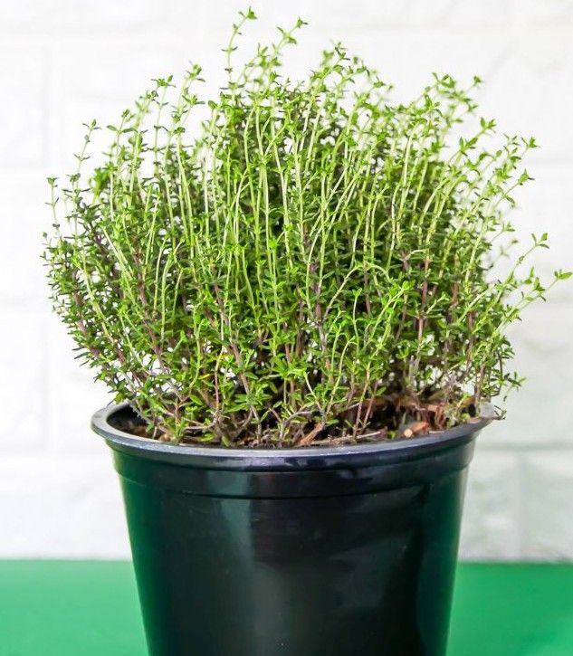 Potted Thyme 6"