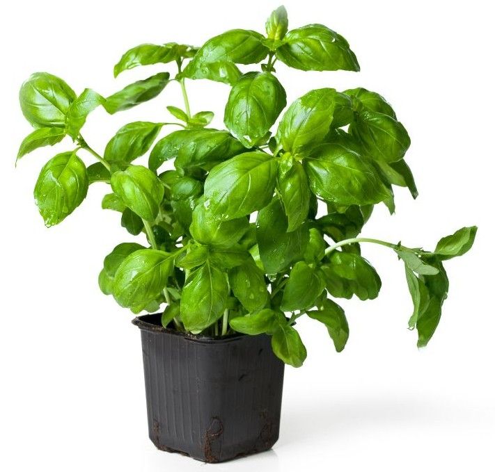 Potted Basil 6"