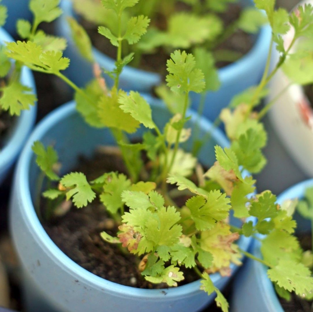 Potted Cilantro 4"