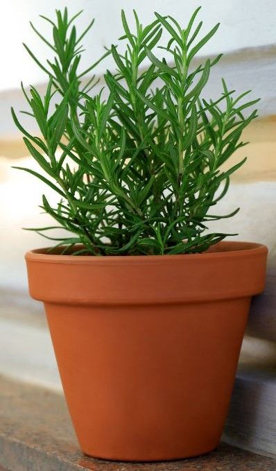 Potted Rosemary 4"