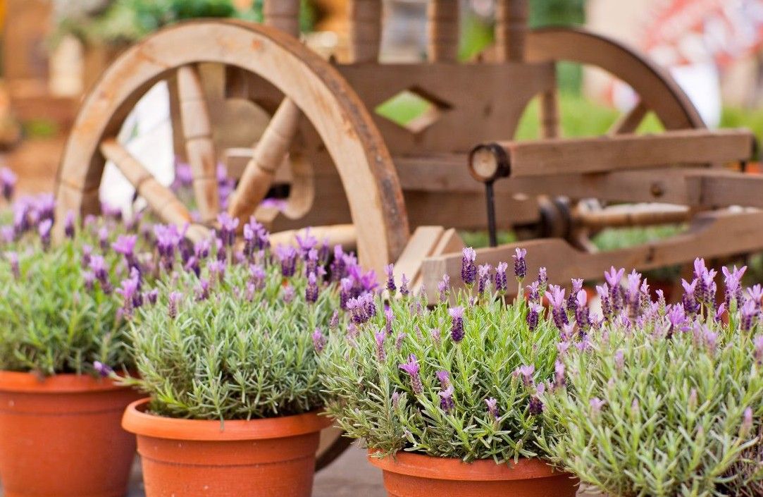 Potted Lavender 6"