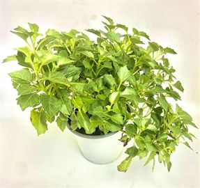 Small House Plants 4''