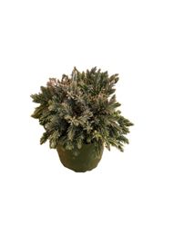 Medium House Plant 6''