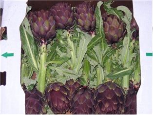 Long Stem Artichokes