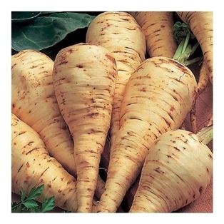 Parsnip