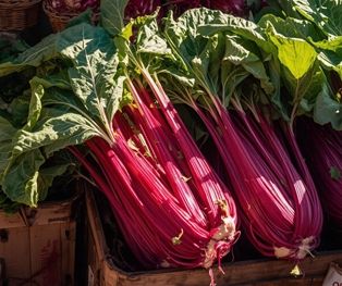 Chicory