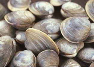 Little Neck Clams (Dozen)